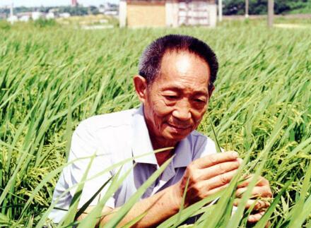 中国超级杂交水稻再创纪录
