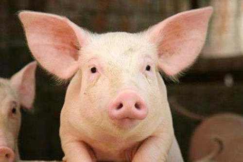 国务院办公厅印发《关于稳定生猪生产促进转型升级的意见》