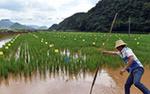 稻香鱼肥庆丰收——稻农李老明的生态增收路