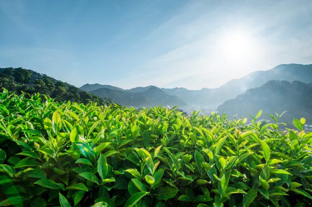茶产业带动贫困户年增收上万元