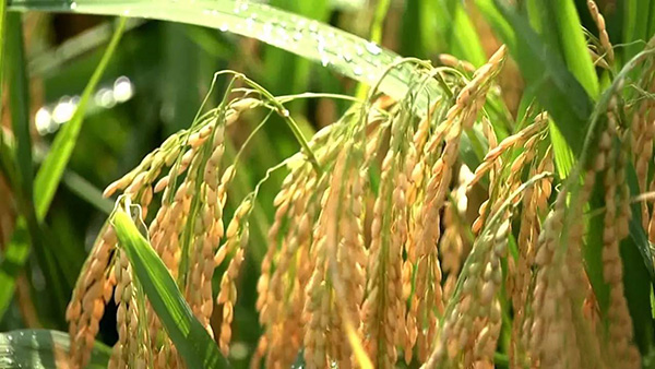 福建攻克机收再生稻“低产”难题