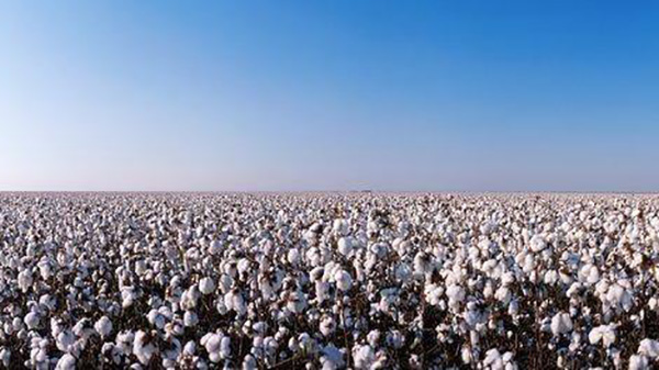 新疆棉花产量占全国84.9% 比重创新高