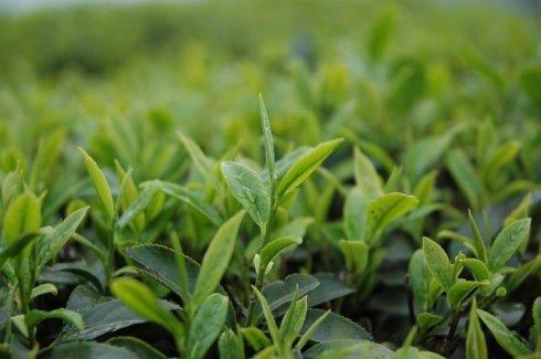 茶产业转向高质量发展