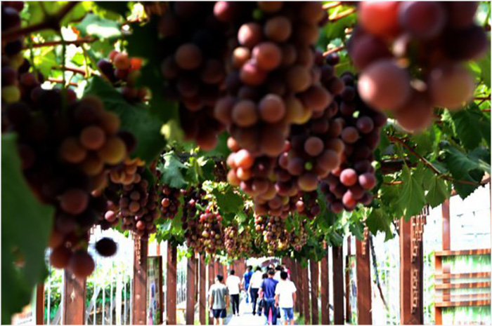 科特派吴江： 助小葡萄“长”成十亿级大产业