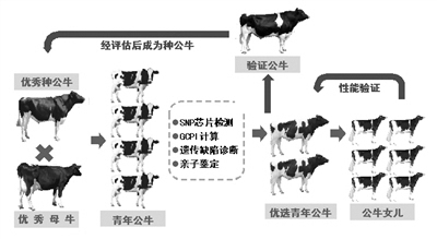 他们用基因组技术为中国奶牛“挤奶”