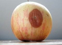 局部腐烂的苹果吃了致癌？长期不烂的猕猴桃有“内鬼”？