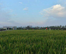 青岛海水稻：让“农业荒漠”变良田