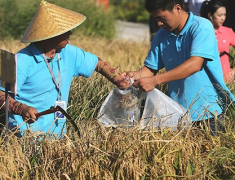 “海水稻”名不符实 专家指出大规模发展滩涂种植缺乏现实性