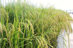 亩产达千斤,“黄河故道”海水稻测产