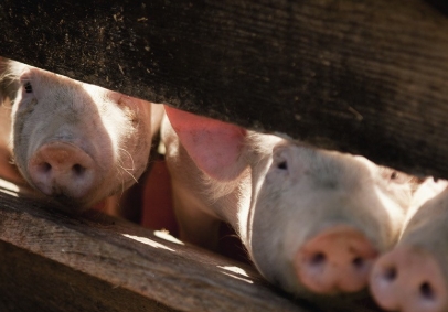 һ��Ԥ���������۸�����µ���������ν⣿